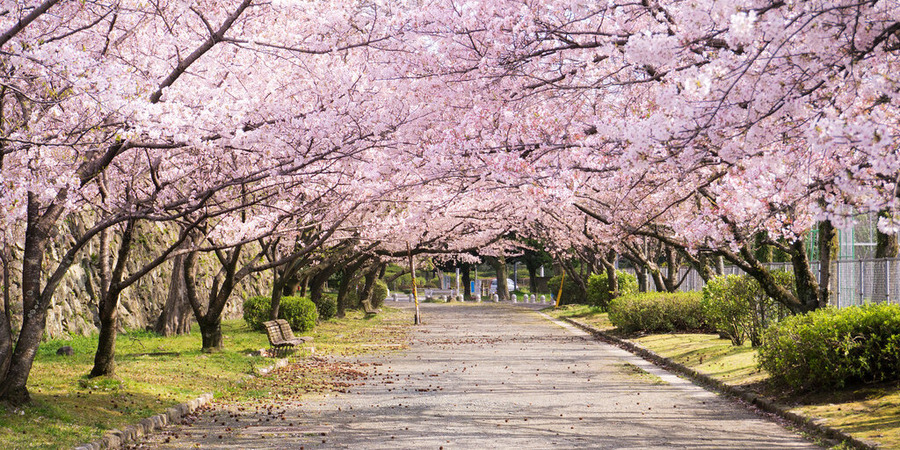 Fukuoka Castle Ruins (Maizuru Park)