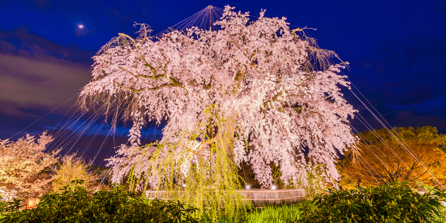 Maruyama Park & Hokkaido Shrine