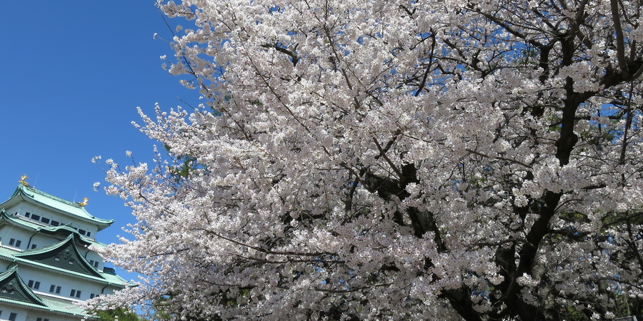 Nagoya Castle