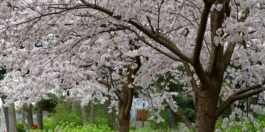 UminonakamichiSeasidePark