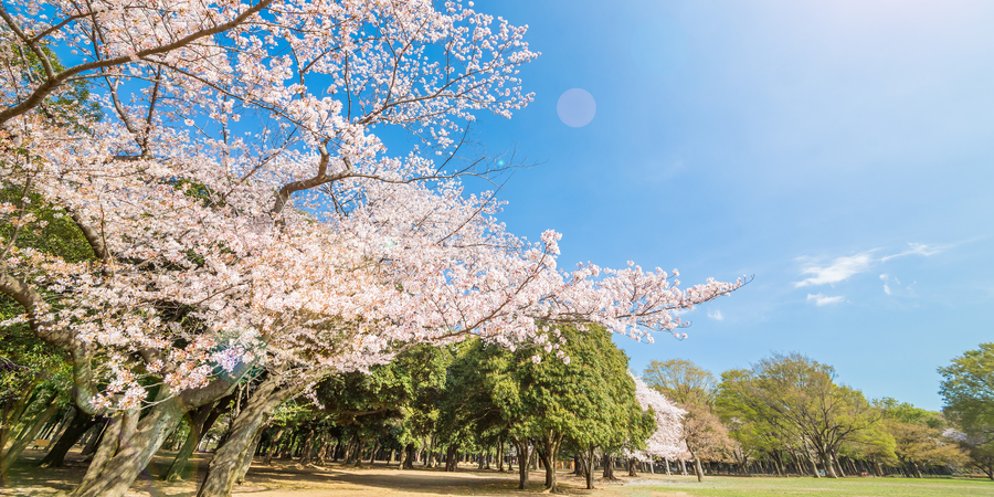 Yoyogi Park