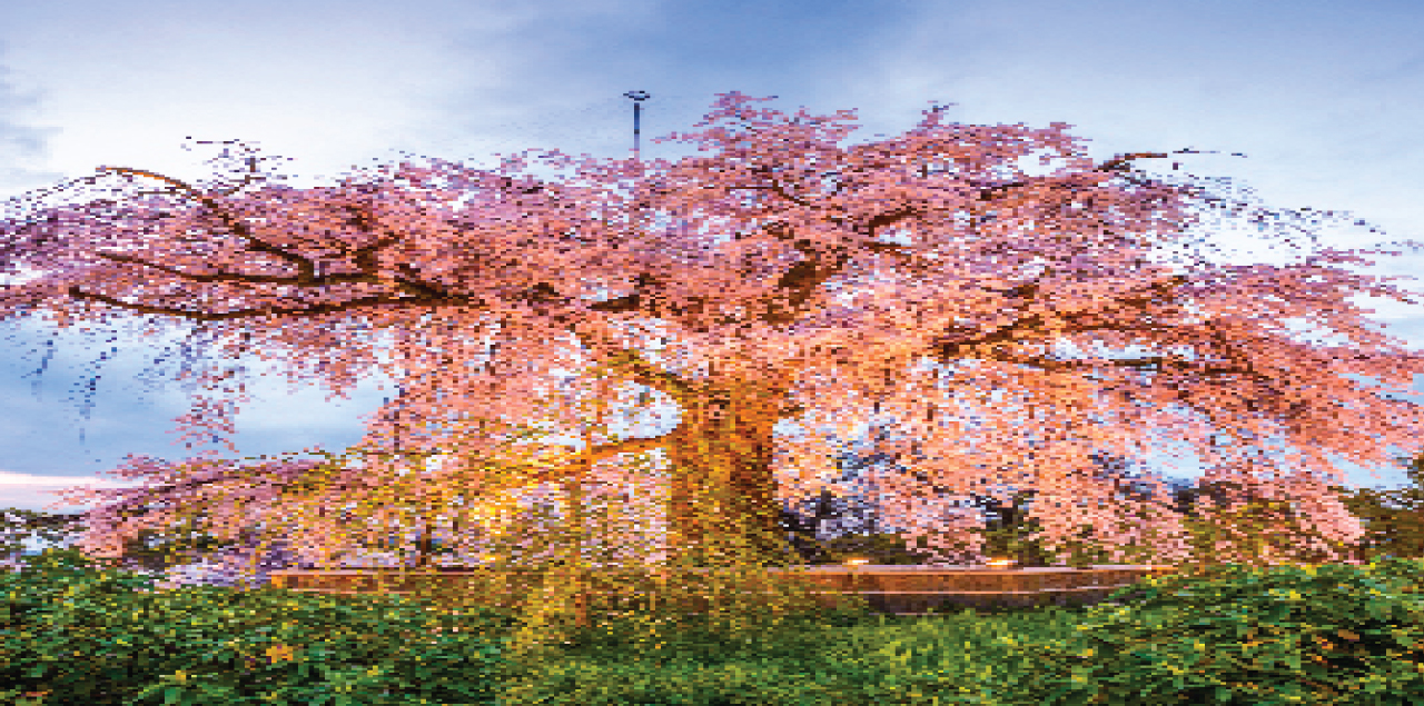 Maruyama Park