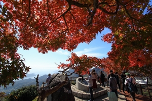 Shodoshima Island 1 Day Tour from Kobe