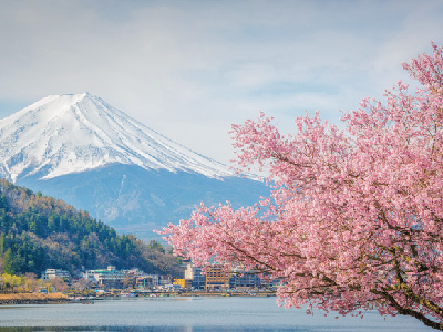 400x300 LakeKawaguchiSakuraIti