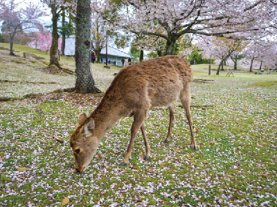 400x300 NaraParkSakuraIti