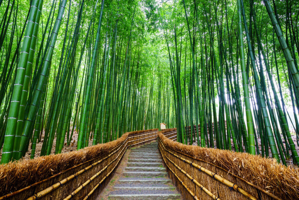 BambooForestIti