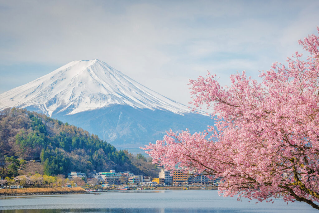 LakeKawaguchikoSakuraIti