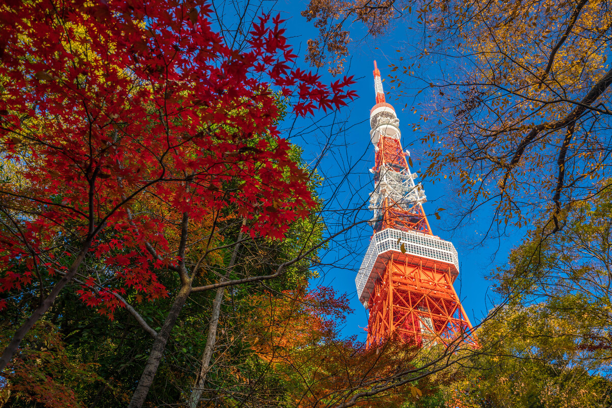 Tokyo x Fuji Autumn Group Tour