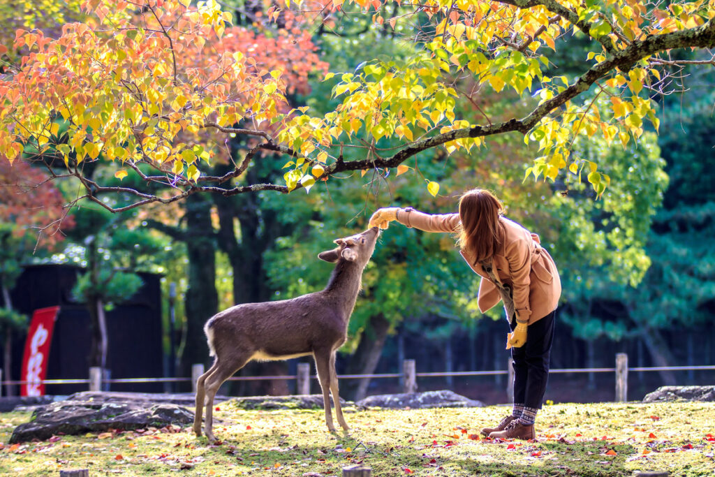 Nara Navito Group