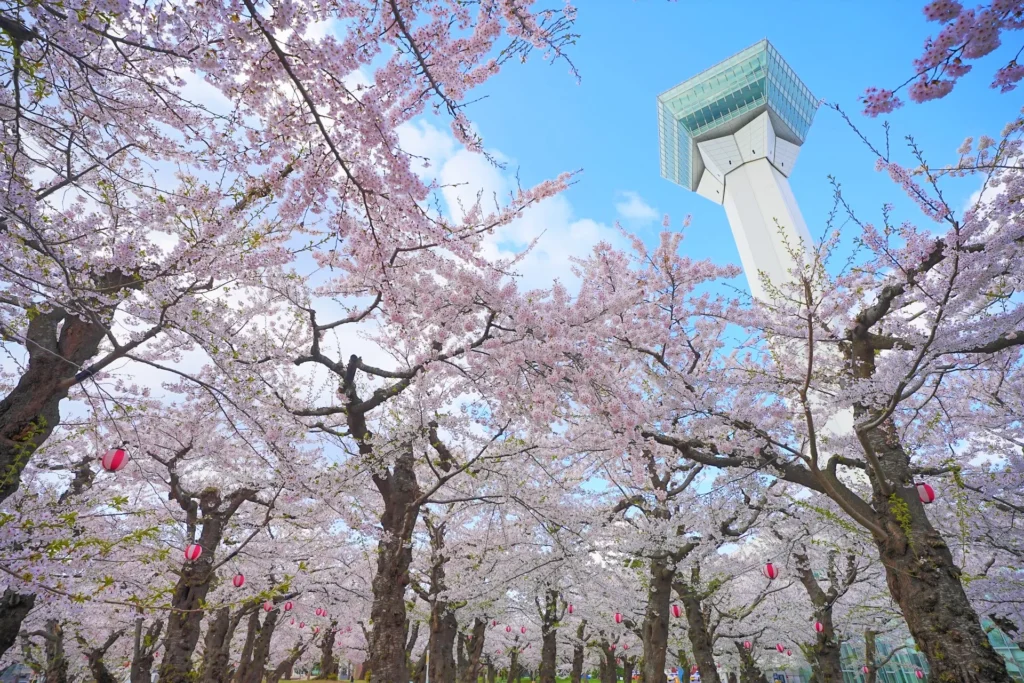 Hakodate Cherry Blossoms